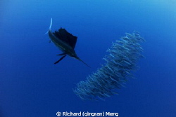Dinner Formation
A sailfish, the most speedy animal in t... by Richard (qingran) Meng 